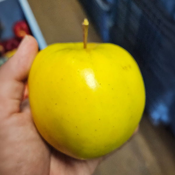 もりのかがやき