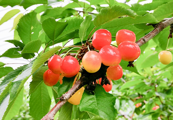さくらんぼ狩り | 旭川 神居古潭 ふじくらますも果樹園